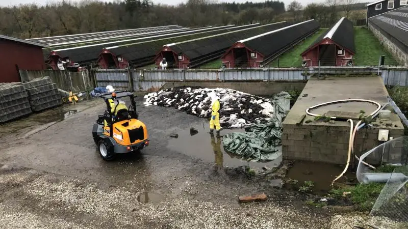 Inden 4. november 2020 var den indsats, der blev gjort for at inddæmme Vovid-19-virus i minkbesætninger ikke tilstrækkelig, for smitten spredte sig hurtigere, end besætningerne blev aflivet, sagde daværende departementschef i Sundhedsministeriet, Per Okkels. Billedet her stammer fra Thy, hvor der blev aflivet mik i tusindvis i efteråret 2020. Foto: Brian Langballe Kristiansen