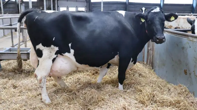 Ko nr. 4420 på Dyssemarkgård i Bårdesø er den første fynske ko, som på et enkelt år har ydet 20.000 kg mælk. Som yveret indikerer, er den klar til en fortsat høj ydelse, når dens fjerde kalve kommer til verden her i disse dage. Foto: Jørgen P. Jensen