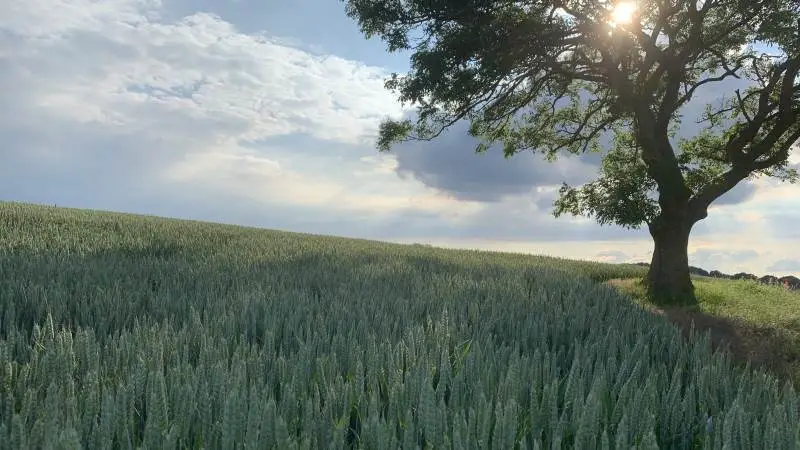 Hvad er klimaaftrykket ved at dyrke for eksempel en hektar vinterhvede? Det præsenterer Seges netop nu en beregning på som et nyt klimaværktøj for landmænd. Arkivfoto.