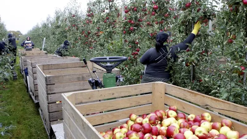 Siden 1938 har Orskov Foods opkøbt, bearbejdet og videresolgt frugt, bær, juicer og andre produkter til fødevareindustrien og til detailhandelen. Foto: Erik Hansen