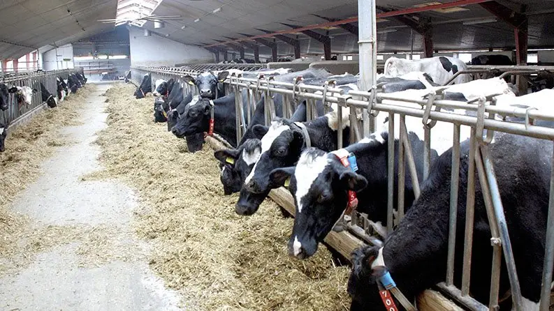 LandboSyd og CowConnect stiller skarpt på teknologi i stalden i relation til kvægfodring på en temadag den 3. juli hos LandboSyd i Aabenraa. Arkovfoto