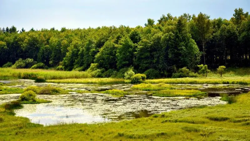 Almindingen på Bornholm hører til de områder, som nu bliver omfattet af Natura 2000-områder. Foto: Colourbox