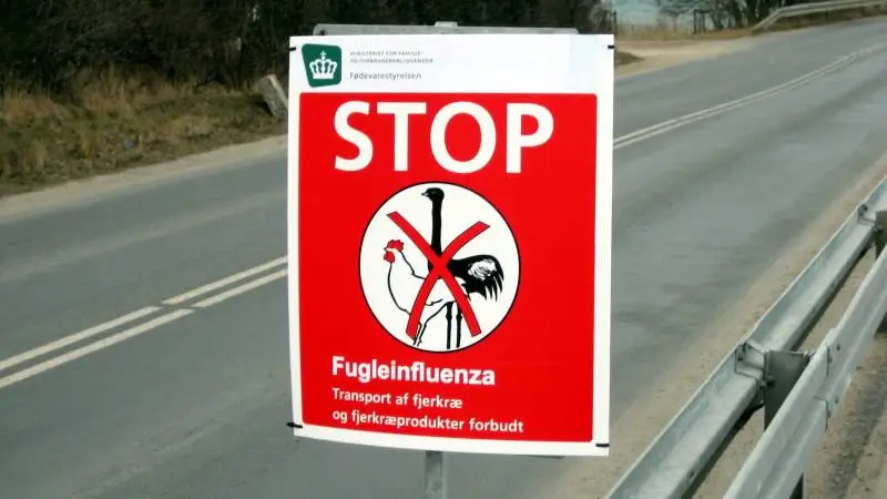 Hvis man får mistanke om fugleinfluenza i sine dyr, det kan for eksempel være høj dødelighed og luftvejssymptomer, skal man kontakte en dyrlæge. Arkivfoto.