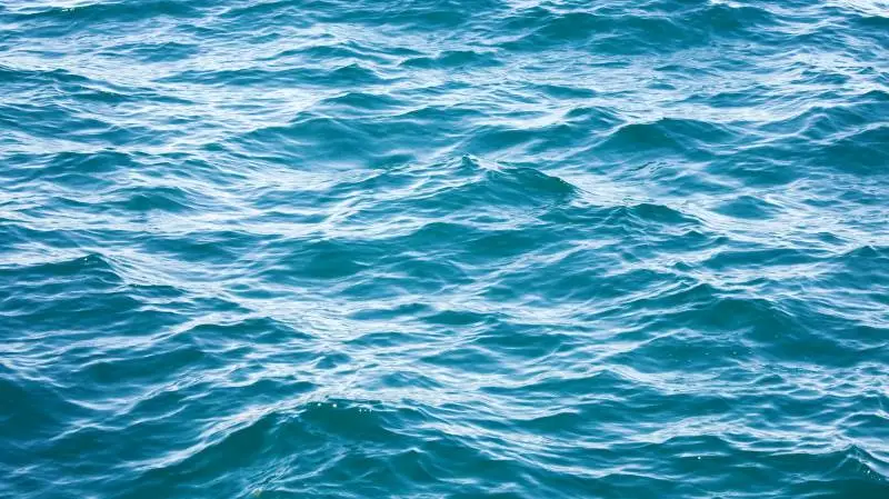 Aarhus Universitets iværksætterprogrammet EIT Food Seedbed har i år to deltagere med, der satser på havet som skattekammer til bæredygtig fødevareinnovation. Foto: Colourbox