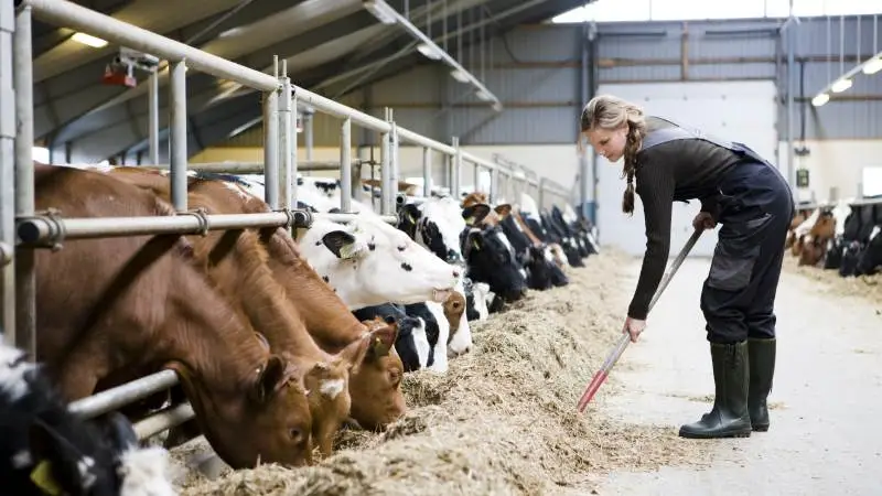 Koen kan ikke producere mælk af grovfoder alene, men kræver en sammensætning af kulhydrater, protein og fedt og dermed et supplement fra bl.a. rapsprodukter, sojaskrå og korn.