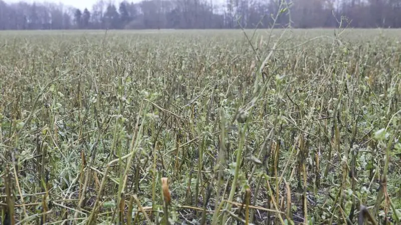 Et aktuelt billede af en ubehandlet efterafgrøde. Kommer der frost, er chancen for at nedmulde med en tallerkenharve, lyder rådet fra planteavlskonsulent. Foto: Erik Hansen