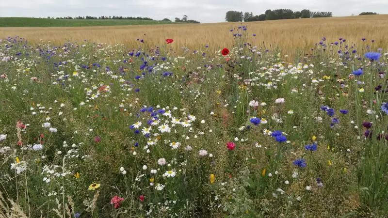 Hold øje med blomsterstriberne i markerne. Her må du gerne plukke en buket eller to. Foto: Vibeke Rask Grøn.
