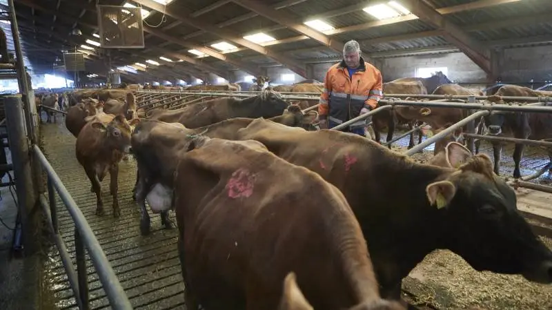 En ansøgning af udvidelse af besætningen fra 444 til 475 køer i den eksisterende stald på Dunkærgård i 2016 førte til en naboklage. Efter tæt ved seks års sagsbehandling har Bent Juul Sørensen fået afslag fra Miljøklagenævnet, og planlægger derfor nu afvikling af mælkeproduktionen. Fotos: Erik Hansen