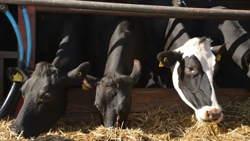 For at undersøge sammenhængen mellem »kobberøjne« og kobbermangel hos køer, efterlyser Seges slagtekøer med »kobberøjne«. Arkivfoto