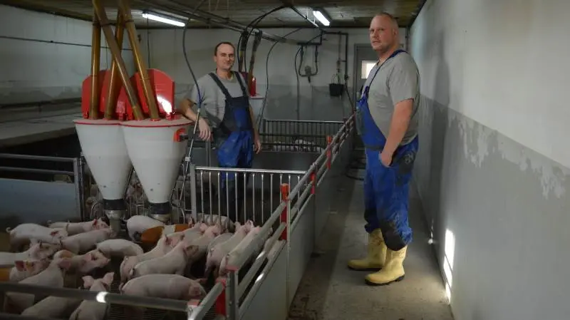 Skæringsdagen for udfasning af zink i soholdet på Henrikshøj blev den 1. maj 2021. En ændring der, ifølge Lars Østerholm (tv) og Carsten Brædder, ikke har krævet andet end lidt dyrere foder i fravænningsfasen. Fotos: Camilla Bønløkke
