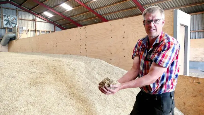 De to fodergræssorter, Regner Schultz Petersen, Teglgaard ved Bække, har tærsket, gav 2.500 kg råvare pr. hektar af særdeles fin kvalitet. – Jeg prioriterer vanding til rajgræsset højt, siger han. Foto: Bøje Østerlund