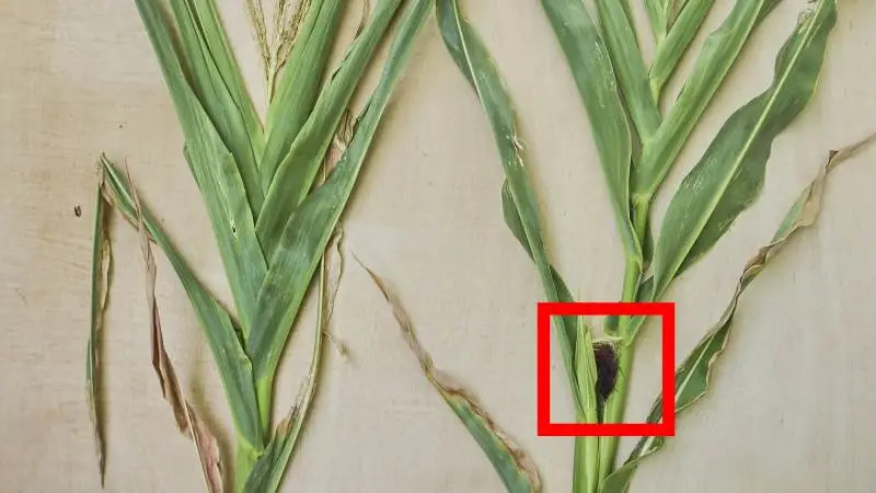 Til venstre ses en majsplante, der ikke har dannet hunblomst, og som derfor ikke kommer til at danne en kolbe. Til højre en plante, som har dannet hunblomst (i den røde firkant), og som derfor har chance for at danne en kolbe med kernefyldning. Hold løbende øje med udviklingen for at bestemme det optimale tidspunkt for høst. Majs skal ensileres, mens den er grøn.