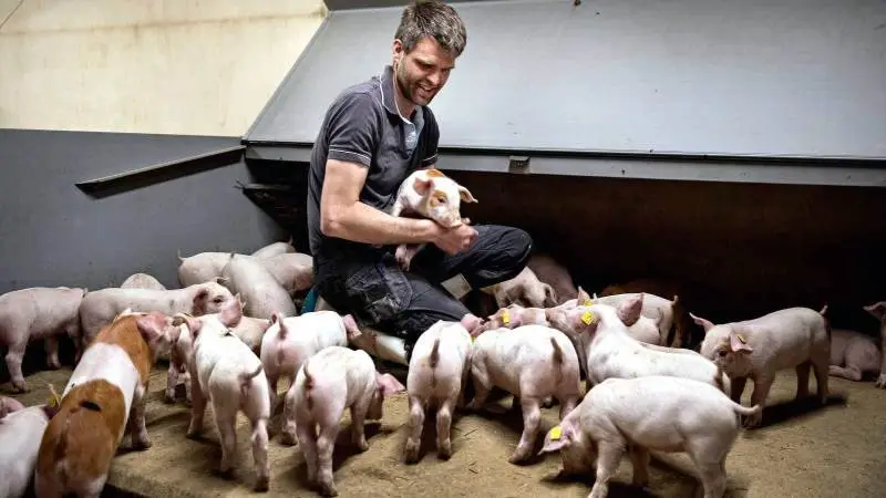 - Vi prøver hele tiden at benytte den nyeste viden og produkter her i svinestalden, så vores svinefoder er optimeret ud fra den nyeste viden, siger svineproducent Hans Christian Carstensen, Nørregaard Grise ved Gram i Sydjylland.