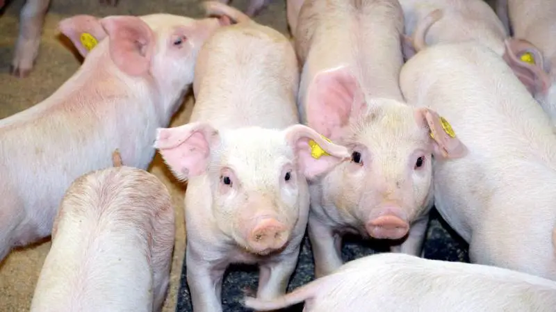 Hvis antibiotikaforbruget skal minimeres, så handler det først og fremmest om at minimere smittepresset og forebygge sygdomme.