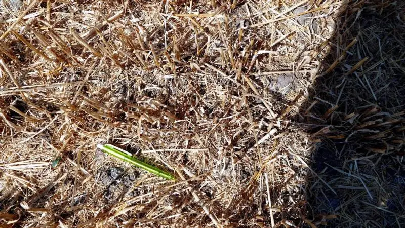 Find en Claas kuglepen! Men læg også mærke til de afhøstede stubbe og plantetætheden. Til venstre er stråene små og rækken tæt – udsædsmængden i den konventionelle to-radede vinterbyg var godt 150 kg pr. hektar. Til højre stubbene efter en hybrid-vinterbyg med 54 kg udsæt pr. hektar. Få og kraftige, der måske også har fundet kraft til at søge længere ned i dybden efter fugtighed.