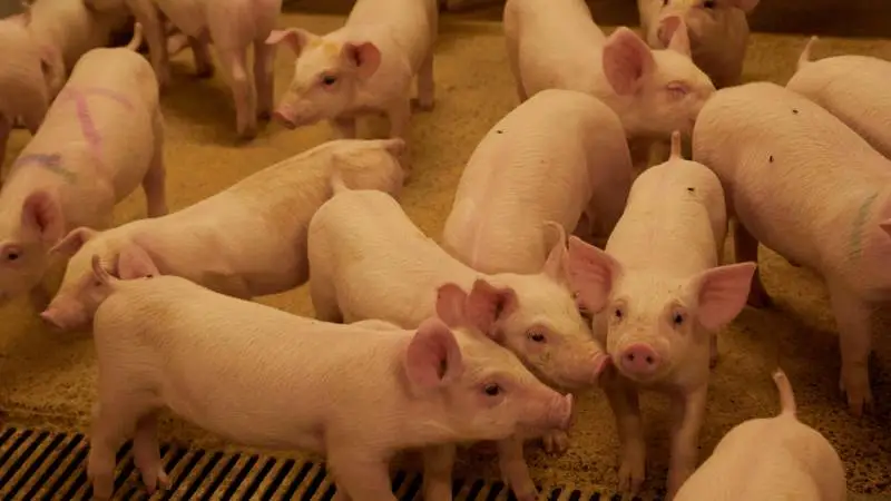 Leverandører af slagtesvin til Danish Crown kan forvente at få 8,10 kroner pr. kg for slagtesvin i vægtklassen 72 til 96,9 kg i uge 8. Foto: Tenna Bang