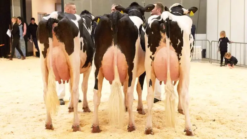 202 dyr og 107 erhvervs- og maskinudstillere er klar til årets kvægfagmesse 2022.