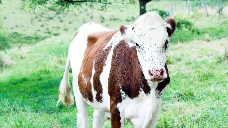 Stuefluer kan give helt ordinær øjenbetændelse, mens stikfluer kan resultere i uro og afsparkninger under malkning og i værste fald være årsag til sommermastitis. Udover udgifter til mælketab og behandlinger, viser undersøgelser, at flueplagen også kan betyde et tab af tilvækst hos kalvene. Arkivfoto