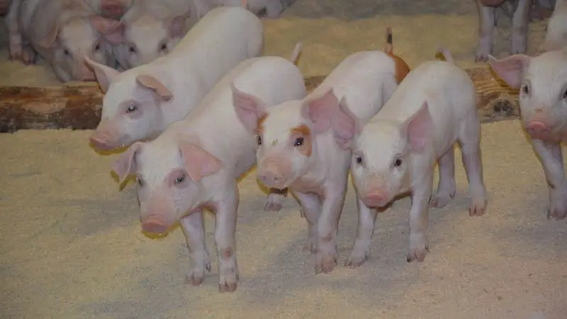 En overraskende stor andel af Nutrimins kunder er allerede i gang med fravænning uden zink, hvilket de i virksomheden ikke havde forventet. Arkivfoto: Camilla Bønløkke