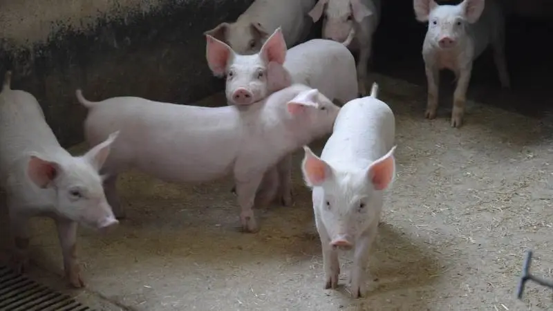 Ifølge forhandleren begrænser Micro-Aid helt automatisk og naturligt foderoptagelsen, så fravænningsdiarré reduceres betydeligt. Arkivfoto