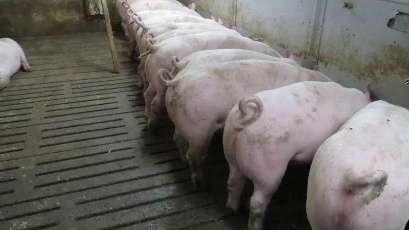 De seneste års afprøvningsresultater for de bedste DanBred-orner viser en fodereffektivitet på 1,71 Fes/kg tilvækst for duroc, mens de bedste landraceorner har en fodereffektivitet på 1,83 Fes/kg tilvækst og 1,79 Fes/kg tilvækst for yorkshire. Foto: Erik Kjærgaard Christensen