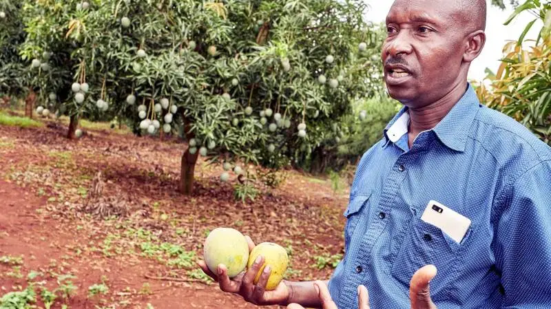 Bagada John Winter har opbygget sin professionelle virksomhed Biizi Multiple Farm med dyrkning af mango, som han og hans medarbejdere forarbejder til juice og vin. Fotos: Niels Damsgaard Hansen