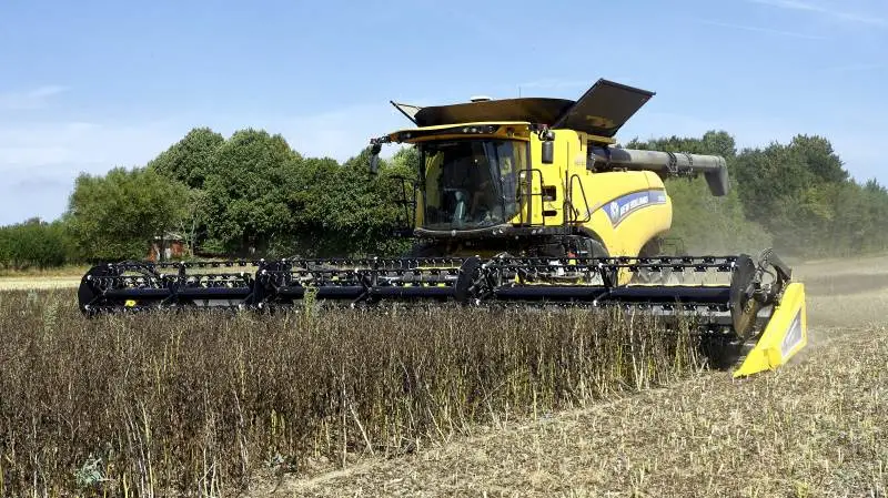 Efter tilfredsstillende udbytter, tørken taget i betragtning, sluttede Rubenlund Agro A/S på Nordlangeland, i går høsten med hestebønnerne, hvor der kun forventes at blive to-tre tons pr. hektar, mod normalt syv tons. Allersidste afgrøde er roefrø på 17 hektar på onsdag. Fotos: Erik Hansen