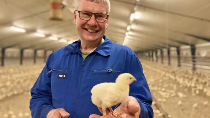 ”De er da nuttede”. Paw Pedersen producerer hvert år ca. 250.000 slagtekyllinger. De kommer i 8-9 hold à ca. 28.000 styk.