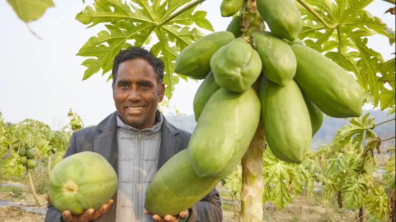 Bhanu Pokhrel har blandt andet succes med at dyrke papaya, som er meget store. De bliver, ligesom de øvrige produkter, solgt på markedet i storbyen Bharatphur med cirka 250.000 indbyggere. Fotos: Niels Damsgaard Hansen