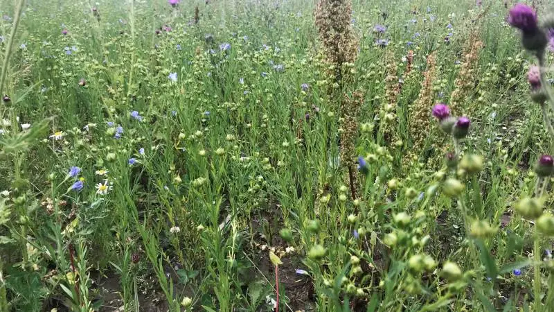Sprøjte- og gødningsfrie striber med bivenlige planter langs mark, søer, vandløb eller skovbryn hører til de 25 godkendte tiltag i biotopplanen. Arkivfoto
