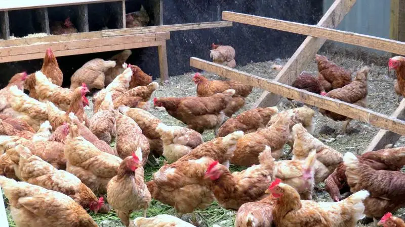 Ni ud af ti ægproducenter har styr på de procedurer, der skal holde danske æg salmonellafri. Foto: Erik Kjærgaard