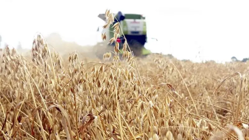 Dansk Landbrug alene kunne producere fødevarer til 5 millioner flere mennesker, svarende til 1,33 flere end i dag, hvis de danske landmænd dyrkede fødevarer på bare 10 procent af de arealer, som i dag bruges til at dyrke dyrefoder, skønner Økologisk Landsforening et fælles debatindlæg sammen med nødhjælpsorganisationerne Oxam Ibis og MS Action Aid samt Greenpeace.