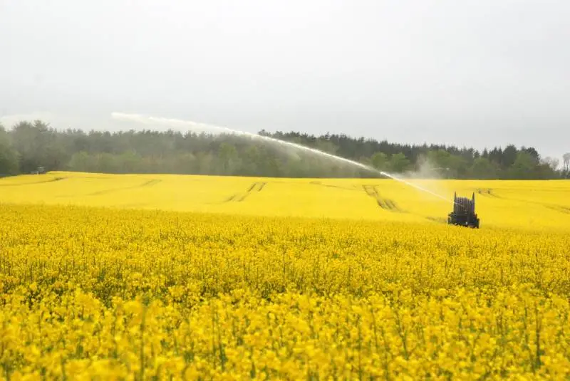 Det er konkrete vurderinger i marken, der afgør, hvilke afgrøder der skal prioriteres højest, når vandingsmaskinerne trækkes ud af maskinhuset. Vinterraps kan reddes af dybe rødder. Arkivfoto