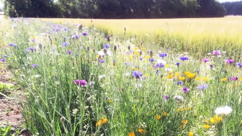 Økologisk Landsforening vil have forbrugerne til at så blomsterfrø i haven for at hjælpe bier og andre bestøvere. Derfor vil foreningen uddele gratis blomsterfrø i Føtex-butikker på søndag. Arkivfoto