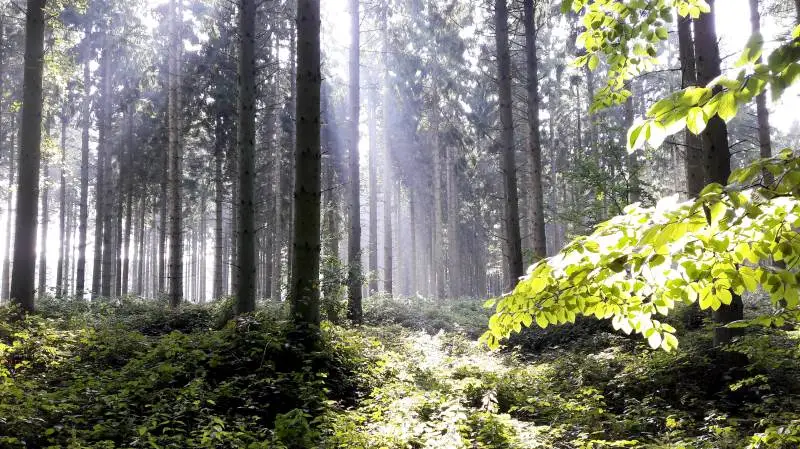 Danskerne er vilde med skovene og den øvrige natur, viser en ny undersøgelse. Arkivfoto