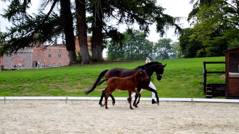 Trakehner Avlsforbundet Danmarks afholdt traditionen tro Elitedage i parken på Broholm Gods. Årets bedste hoppeføl blev Giselle Selsø efter hingsten Schwarzgold. Føllet er avlet og ejet af Stutteri Selsø v/Janus Haubroe & Camilla Qvistgaard i Skibby.