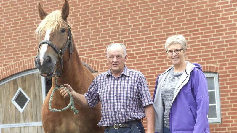 Karin og Niels Jørgen Ramsdal driver Stald Ramsdal i Kvorning ved Tjele. Et stutteri og træningssted med den tyske race Schleswiger Koldblod.