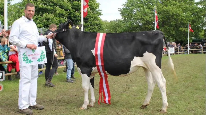 Miss Teen – skuets flotteste kvie inden for malkekvæg: Dansk holstein-kvie fra Tøvestensgaarden ved Slagelse – her repræsenteret af Karsten Andersen. Foto: Jesper Hallgren