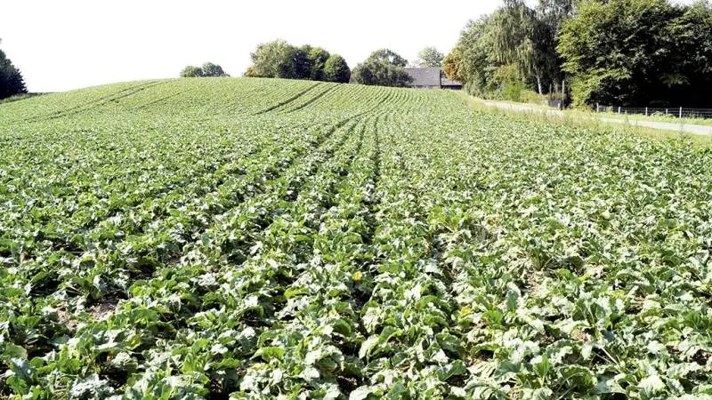 Det er ikke alle steder, at rækkerne endnu har lukket sig, men chefkonsulent Bo J. M. Secher, Agricenter Danmark, Nordic Sugar, bemærker, at det mere handler om rod- og sukkerindhold end om roetoppe. Foto: Henrik Sieben
