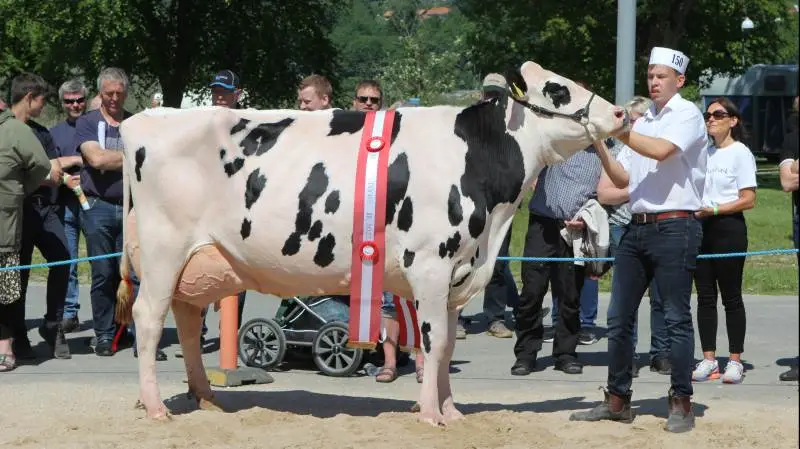 VH Comxa P-datteren fra Andreas Vestergård fik 24 point og høstede titlerne som henholdsvis bedste ældre Holsteinko samt skuets bedste ko.