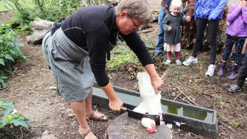 Blandt aktiviteterne i weekenden var hønseslagtning på Labøllegaard ved Søndersø på Fyn. Margith Bjerre og Villy Rasmussen har netop omlagt deres bedrift med Skotsk Højlandskvæg til økologi, og deltog derfor i Økologisk Høstmarked for første gang for blandt andet at vise børn, hvor maden kommer fra. Foto: Ditte Birkebæk Jensen