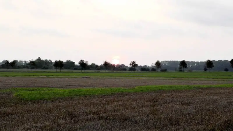 Store områder med spildkornsplanter i solopgang på Midtsjælland. Foto: Henrik Sieben