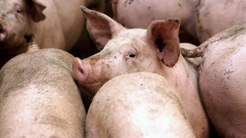 Målet med DanBreds nye organisationsstruktur er ifølge avlsselskabet at sikre, at endnu flere producenter over hele verden kan opnå topresultater. Arkivfoto