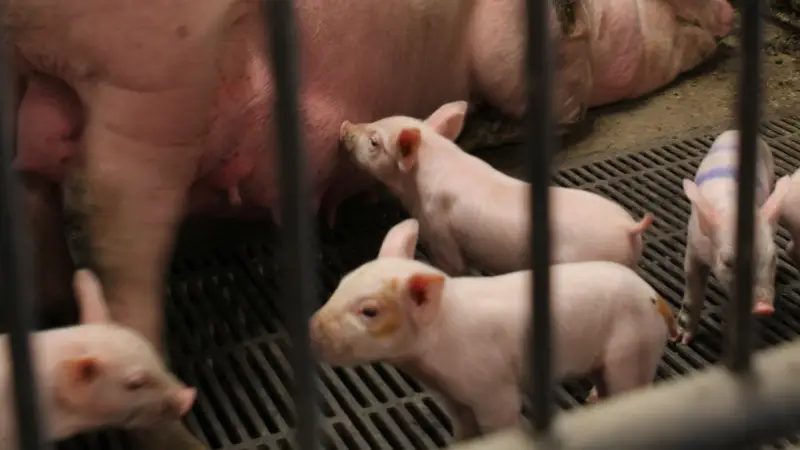 Topigs Norsvin-grise, der er opvokset i farestier til løsgående søer, og som bliver i stien efter fravænning, vokser bedre efter fravænning, end DanBred-grise som fravænnes på samme måde samt grise af begge typer genetik, der flyttes ved fravænning og blandes med andre grise i traditionelle smågrisestier. Arkivfoto: Anne Wolfenberg