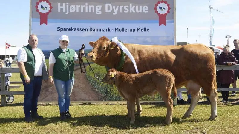 Årets avlsdronning, Lynge Ditsy efter Arkin, fra Per Lynge Laursen. Foto: Tenna Bang
