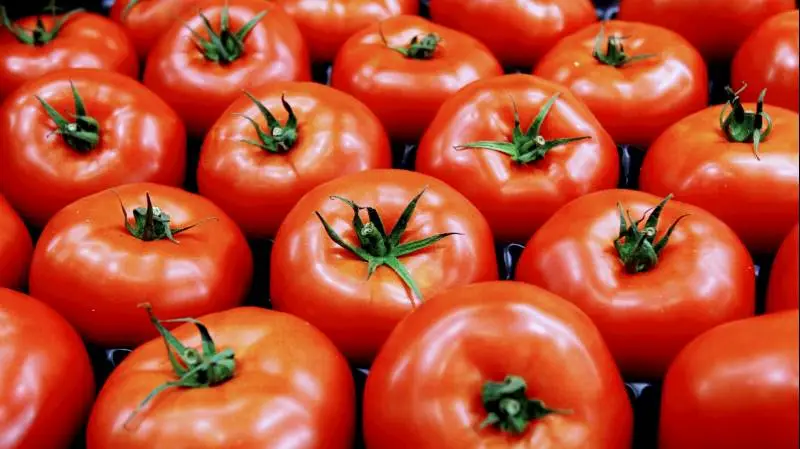 Kina, Italien og Californien står for mere end 65 procent af den globale produktion af tomater. Foto: Colourbox