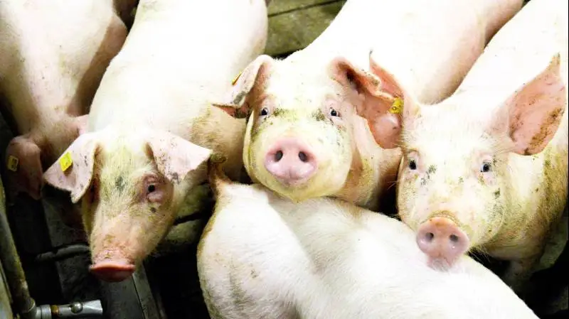 Leverandører af slagtesvin til Danish Crown kan forvente at få 11,10 kroner pr. kg for slagtesvin i vægtklassen 72 til 96,9 kg i uge 26. Foto: Camilla Bønløkke