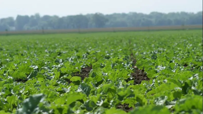 Svampebekæmpelse i sukkerroer har vist sig at være en særdeles rentabel sprøjtning, og i de seneste mange års landsforsøg har man demonstreret nettomerindtægter på i gennemsnit 1.500 kroner pr. hektar. Foto: BASF