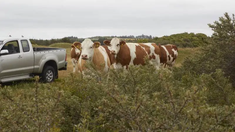 - De er rigtig gode til naturpleje og trives rigtig godt på arealerne. Og så synes jeg virkelig, at racen klæder landskabet, siger Svenning Christensen. Fotos: Tenna Bang