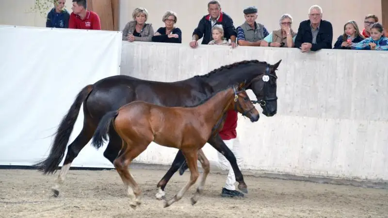 Det er nu på lørdag, at de spring- og dressurbetonede føl skal til bedømmelse på Stutteri Ask. Arkivfoto: Camilla Bønløkke